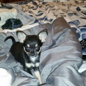 Meet your Posher, Annette